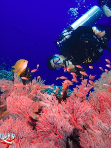 Coral fan gili air divers plongee Gili Air  Divers - Gili Meno Divers Gili Trawangan Lombok Bali Indonesia