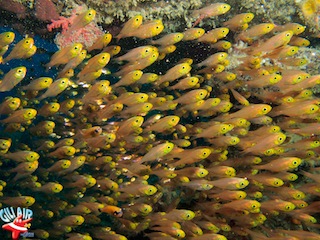 glass fish gili air divers plongee Gili Air  Divers - Gili Meno Divers Gili Trawangan Lombok Bali Indonesia