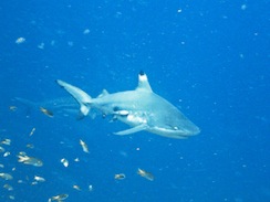 black tip reef shark gili air divers diving