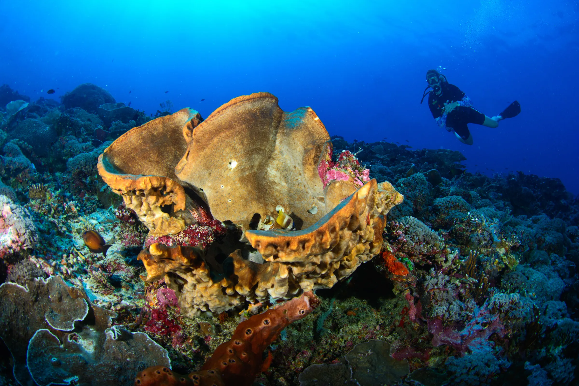 Sponge garden on the reef