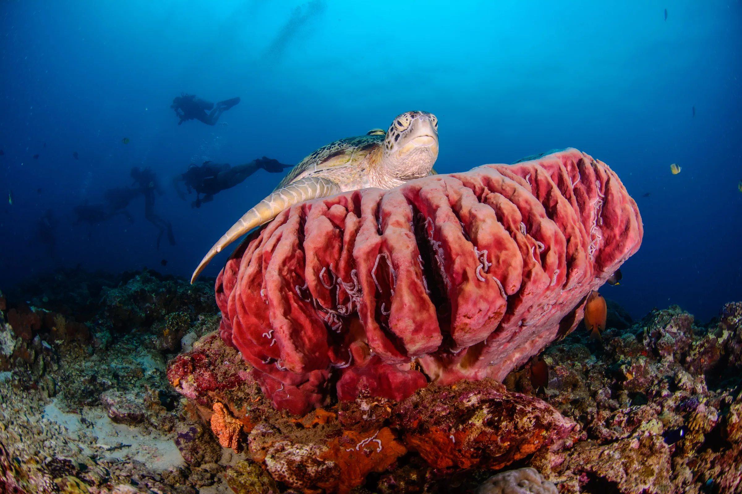 Green turtle resting on top of a giant barrel sponge, eyes half-closed