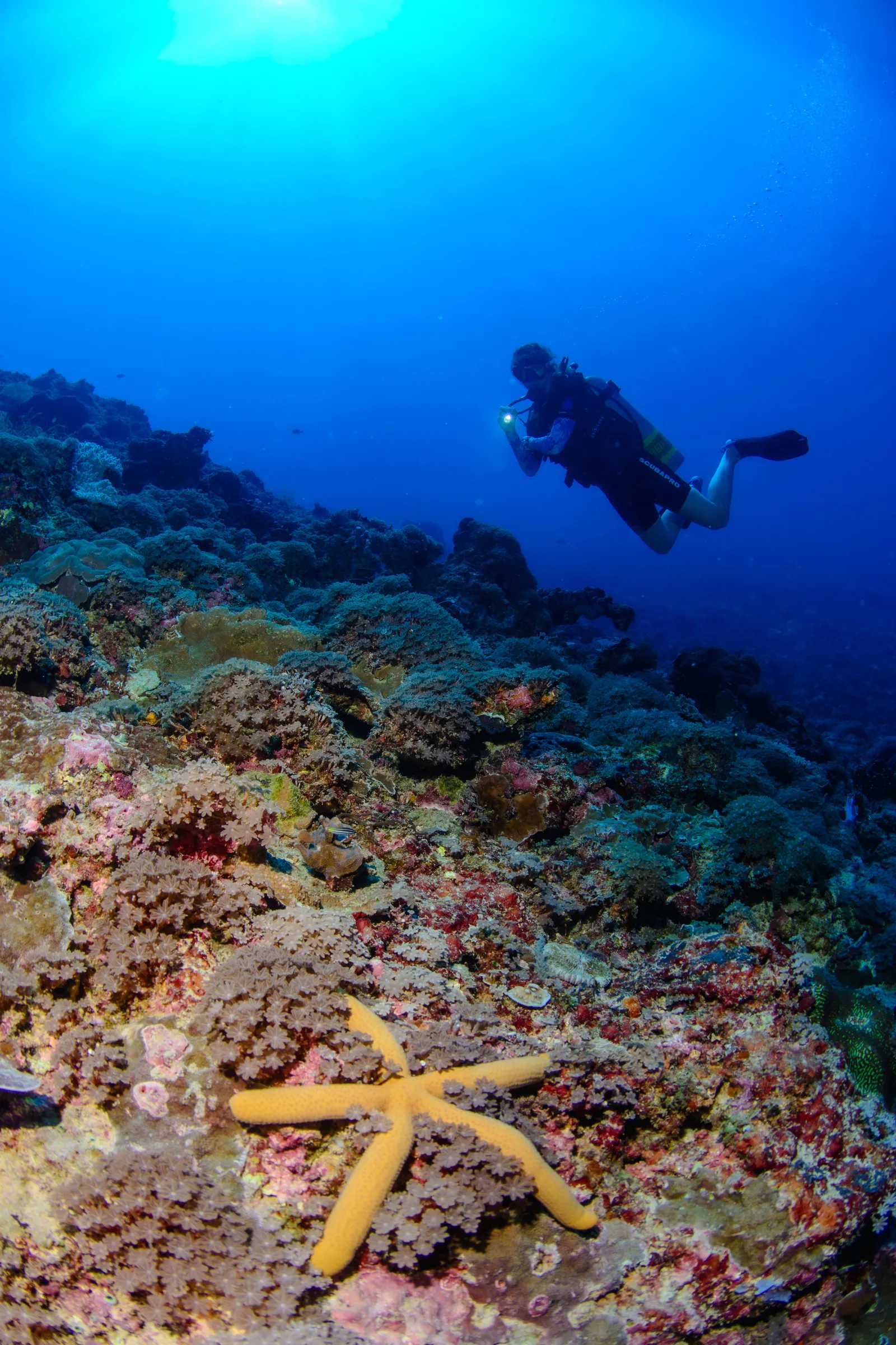 Night diving on Gili Air: the reef after dark