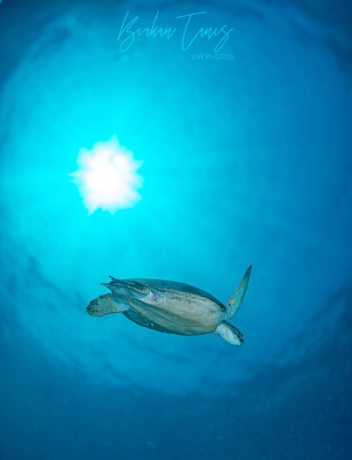 Green sea turtle gliding upward through clear water with sunburst above