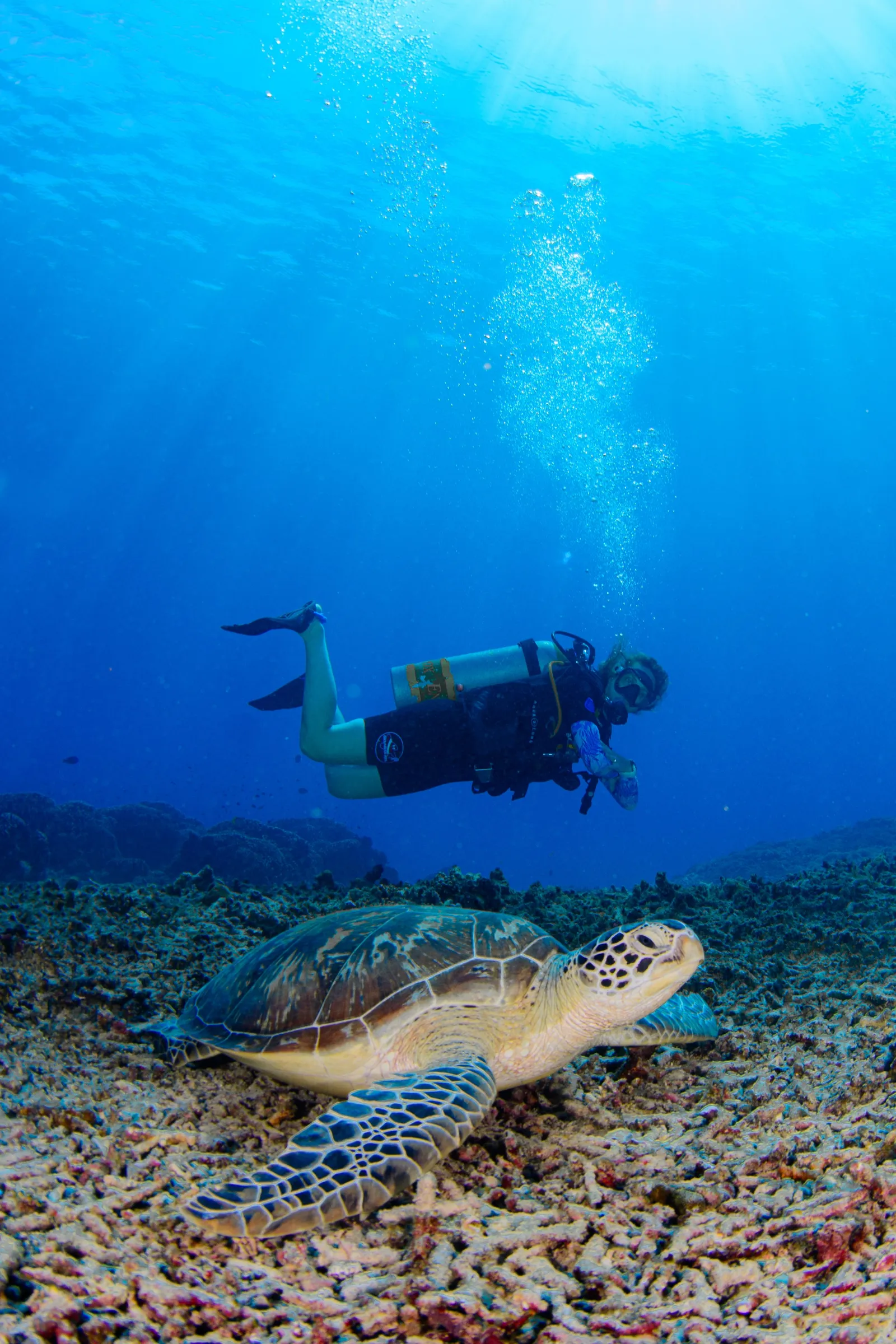 Duiker zwemt boven een groene zeeschildpad