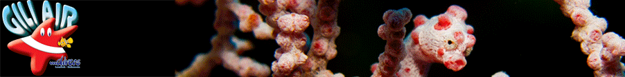 Original animated banner from giliairdivers.com